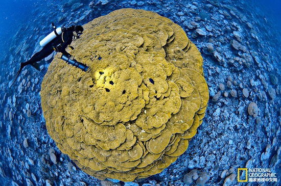 金曼礁國家紀(jì)念區(qū)，太平洋攝影：Brian Skerry，國家地理創(chuàng)意版