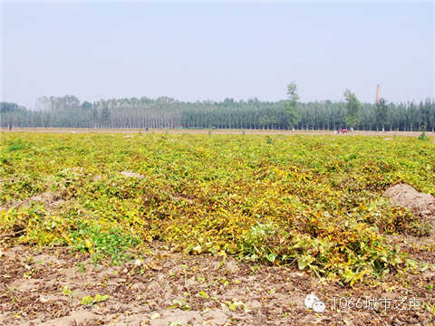 一望無際的山藥基地。據(jù)說，一季山藥后，土地需要五年才能恢復(fù)。