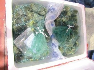  大陸進(jìn)口大閘蟹被檢出禁用的動(dòng)物用藥，已全數(shù)銷毀。 圖片來(lái)源：臺(tái)灣《聯(lián)合報(bào)》
