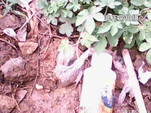 大棚蔬菜園區(qū)里到處丟棄著農(nóng)藥廢物。