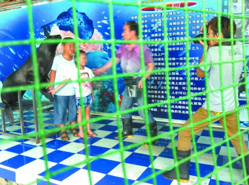 海獅就這樣被飼養(yǎng)員和攝影師擺弄，稍不聽話就會遭到毒打。
