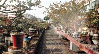 劉光嘉出示博物館內(nèi)部圖片中，擺放著各種盆景。