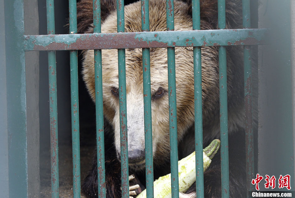 6月19日，河南鄭州，新密市動物園咬死飼養(yǎng)員的肇事棕熊被暫押在鄭州動物園內(nèi)，該熊“臥室”周圍被三重鋼