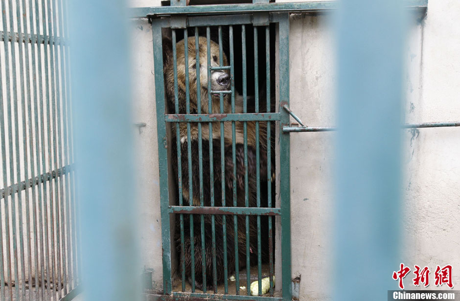 6月19日，河南鄭州，新密市動物園咬死飼養(yǎng)員的肇事棕熊被暫押在鄭州動物園內(nèi)，該熊“臥室”周圍被三重鋼