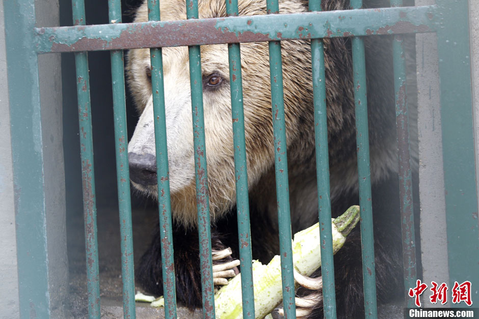 6月19日，河南鄭州，新密市動物園咬死飼養(yǎng)員的肇事棕熊被暫押在鄭州動物園內(nèi)，該熊“臥室”周圍被三重鋼