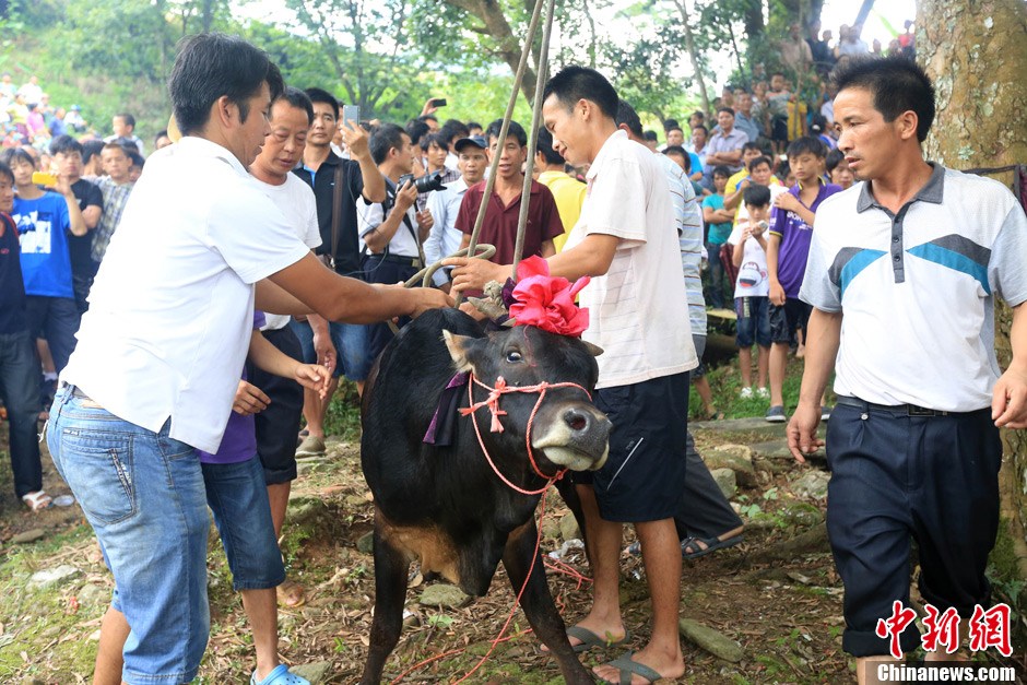 村民給黃牛套上繩索，準(zhǔn)備進(jìn)行儀式。 譚凱興 攝