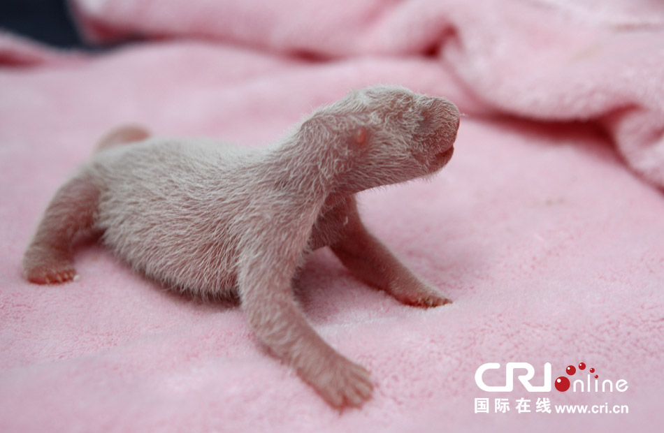 2013年7月11日，成都大熊貓繁育研究基地月亮產(chǎn)房，新生大熊貓寶寶在育嬰箱里憨態(tài)可掬。