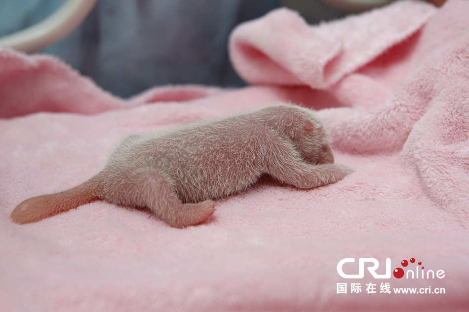 2013年7月11日，成都大熊貓繁育研究基地月亮產(chǎn)房，新生大熊貓寶寶在育嬰箱里憨態(tài)可掬。