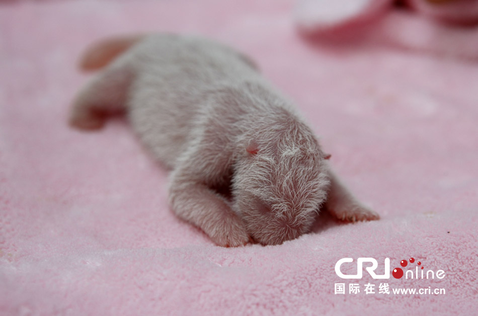 2013年7月11日，成都大熊貓繁育研究基地月亮產(chǎn)房，新生大熊貓寶寶在育嬰箱里憨態(tài)可掬。