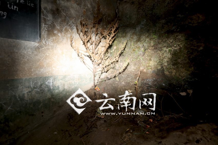 　教室里沒(méi)有燈，光線(xiàn)太暗，村民便種下了野蘇麻，希望教室有綠色，讓孩子們看到“希望”。 徐弘毅 攝