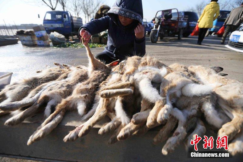 圖為12月14日，104國道靜?？h城附近，家養(yǎng)的大雁和野鴨被擺在一起售賣。田寶希 攝 圖片來源：CF