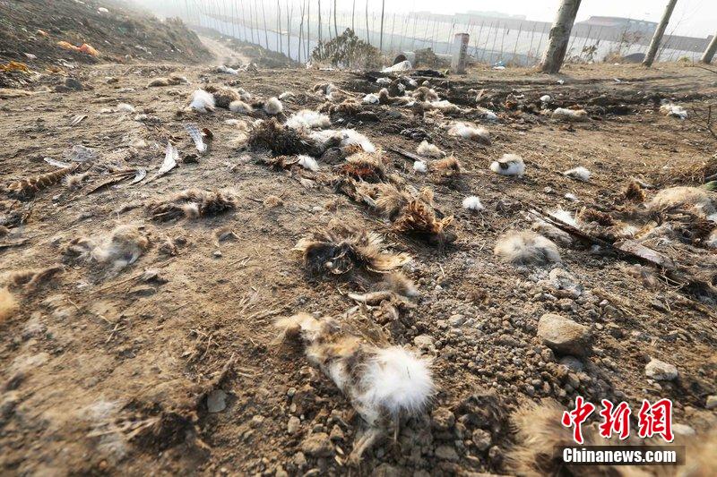 圖為12月1日，104國道靜?？h城附近，野兔的皮毛內(nèi)臟等殘留物散落一地，寒風(fēng)中飄著一股刺鼻的酸臭味。