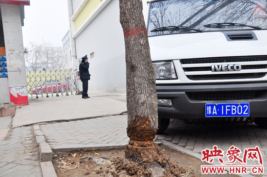 據(jù)了解，這棵樹在一家名叫“蝸牛之家”賓館專用停車場的出口處的南側(cè)，與北側(cè)的另外一棵白蠟樹有三四米的距