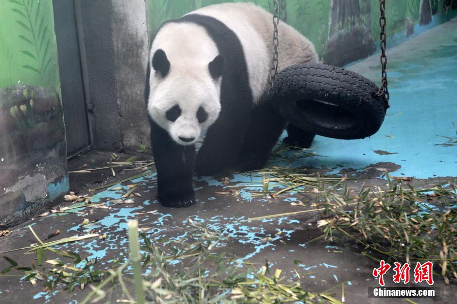　3月17日，河南鄭州動(dòng)物園內(nèi)的大熊貓“龍昇”。
