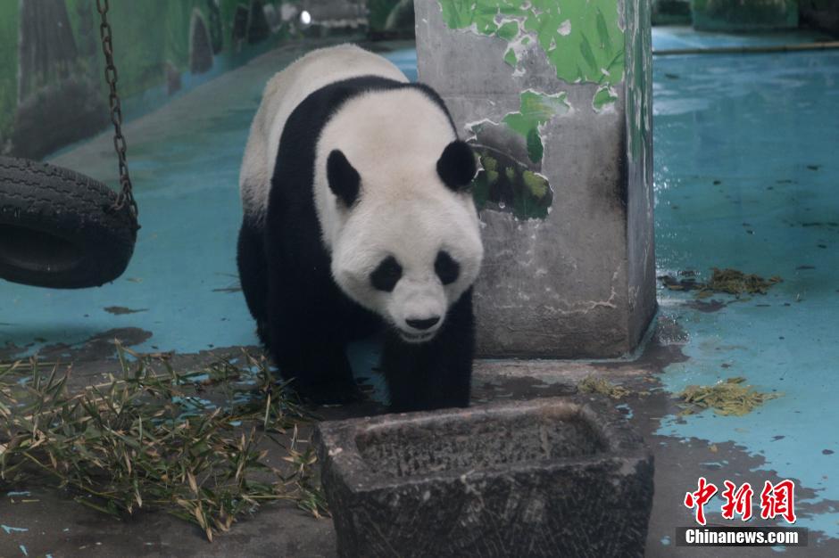 3月17日，河南鄭州動(dòng)物園內(nèi)的大熊貓“龍昇”。