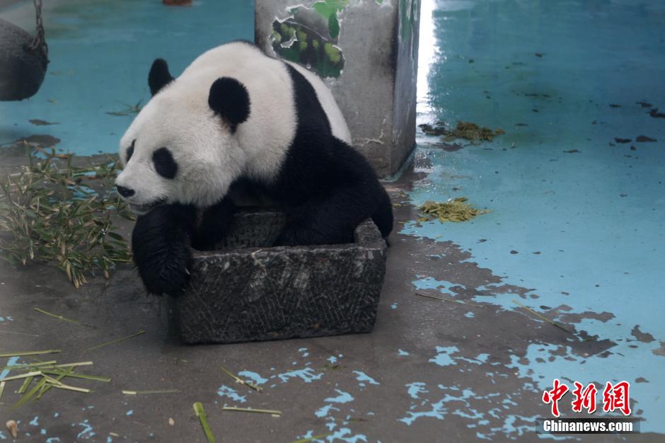 3月17日，河南鄭州動(dòng)物園內(nèi)的大熊貓“龍昇”。