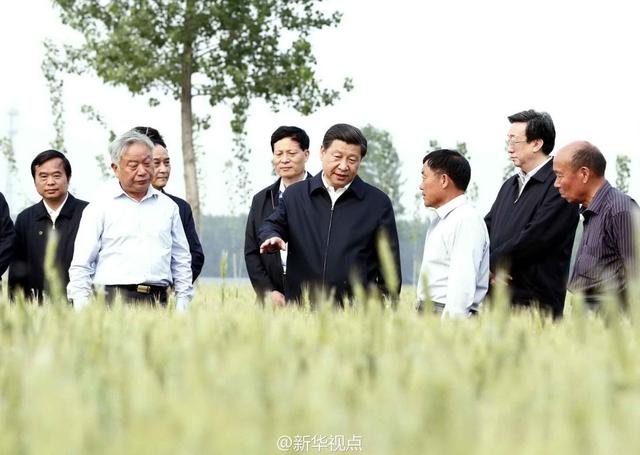 習(xí)近平走進(jìn)糧田,看麥穗灌漿,問(wèn)農(nóng)田建設(shè)。