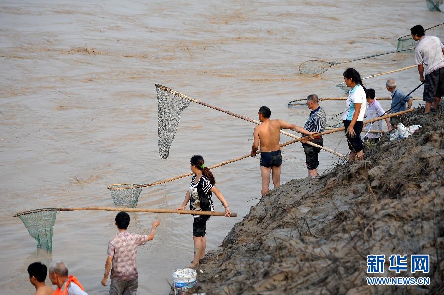 7月6日,在山西省平陸縣黃河岸邊,人們在河邊捕撈黃河“流魚”。
