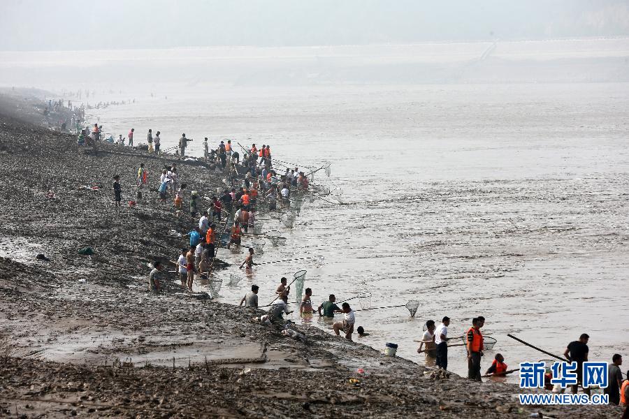 7月6日,在山西省平陸縣黃河岸邊,人們在河邊捕撈黃河“流魚”。