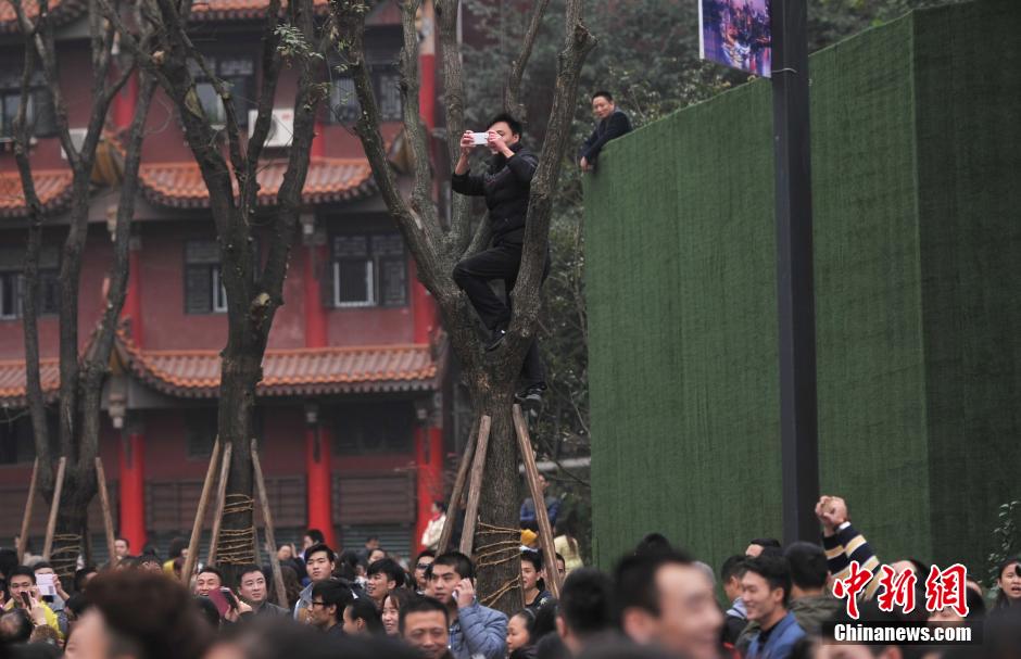 重慶一市民為占據(jù)有利位置，爬上銀杏樹觀看自己喜歡的明星。