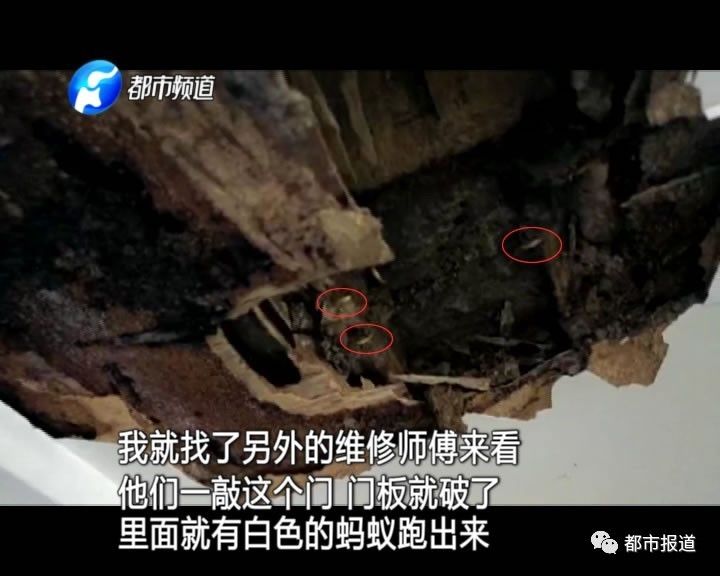 蟻?zhàn)宕筌娙肭?！十幾萬裝修的新家被“吃掉”