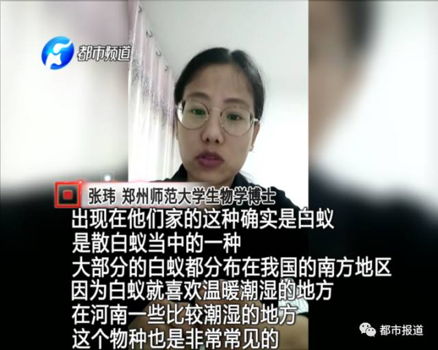 蟻?zhàn)宕筌娙肭?！十幾萬裝修的新家被“吃掉”