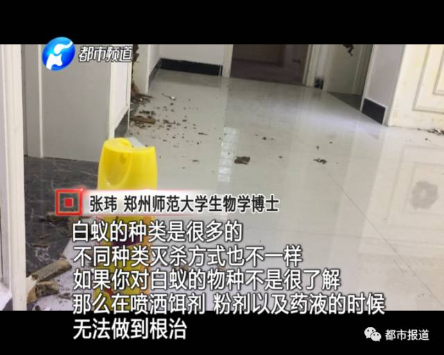 蟻?zhàn)宕筌娙肭?！十幾萬裝修的新家被“吃掉”