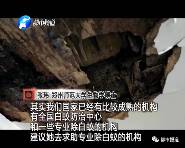 蟻?zhàn)宕筌娙肭?！十幾萬裝修的新家被“吃掉”
