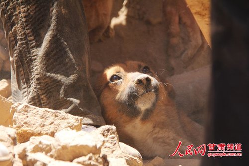 探出頭的小黃狗期待地看著救他的人。王生元/攝