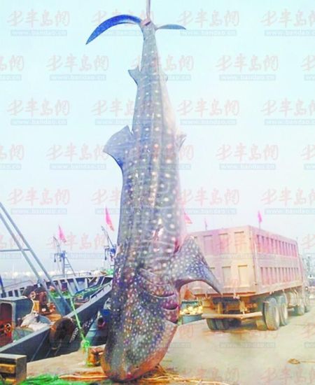 9月8日，日照漁民捕獲的重達(dá)10余噸的鯨鯊。(照片來自大眾網(wǎng))