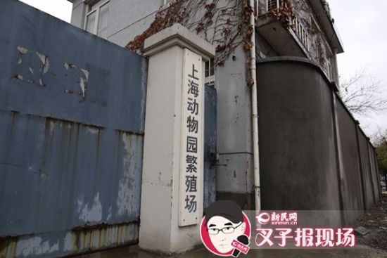 圖說(shuō)：新民網(wǎng)記者趕到時(shí)，上海動(dòng)物園繁殖場(chǎng)大門(mén)緊閉。新民網(wǎng) 記者 蕭君瑋 攝