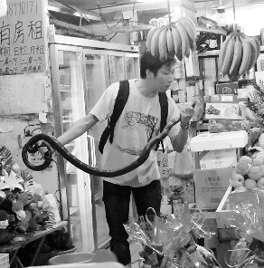 捕蛇專家張亮抓住眼鏡王蛇。信息時(shí)報(bào)記者 康健 翻拍