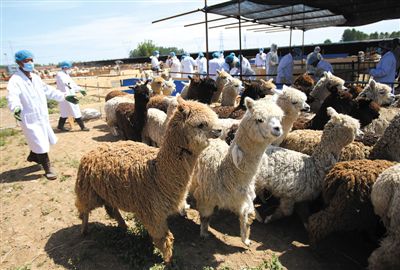 昨日，由智利進口的946頭羊駝，被運抵大興一動物檢疫隔離場進行檢驗檢疫。記者 王貴彬 攝