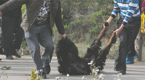 雙流鳳凰村兩只巨型藏獒襲擊村民，民警用手槍將其當(dāng)場(chǎng)擊斃