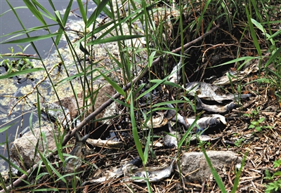 南沙河中漂浮著大量生活垃圾和腐爛水草等物，岸邊出現(xiàn)大量死魚(yú)。新京報(bào)記者郭鐵流攝