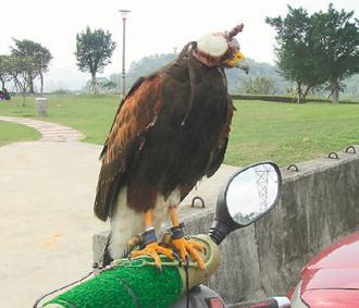 闖禍的老鷹則被主人戴上頭套，以鐵鏈鎖在摩托車的車頭上“罰站”/臺灣《聯(lián)合報》圖