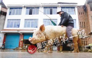 蔣大爺騎著他的種豬出門，回頭率很高。