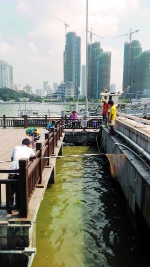 一群人正在打撈放生的龜、魚(yú)等。信息時(shí)報(bào)記者 陳文杰 攝