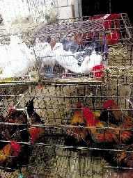 銷量大不如前，近期可能漲價