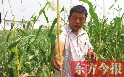 “東亞飛蝗”侵襲滎陽(yáng)千畝黃河灘 ?？兄参锶~子