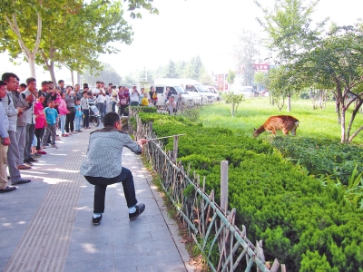 工作人員悄悄走近梅花鹿，準(zhǔn)備發(fā)射麻醉針。