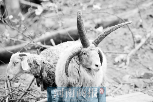 “咩……我的原主人說，他養(yǎng)了一輩子羊，也沒見過我這種情況”