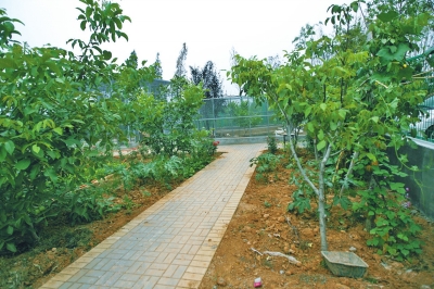 路兩邊是核桃樹，而路的盡頭救助野生鳥類的籠子，鴨子和鵝占了鵲巢