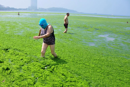 2013年7月3日，山東青島青島高溫來(lái)襲，“青島大媽”不懼滸苔，戴著“強(qiáng)盜面具”出現(xiàn)在海水浴場(chǎng)消暑降