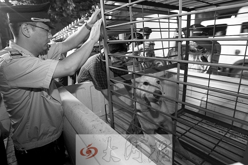 相關(guān)部門(mén)將加強(qiáng)管理，今年12月起烈性犬一律沒(méi)收。 （資料圖）