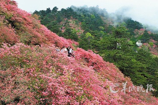 　　湖北麻城龜峰山10萬畝連片野生杜鵑。