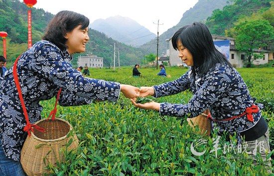 　　名茶六安瓜片原產(chǎn)地,游客身穿采茶女服裝在茶園體驗采摘新茶的樂趣。
