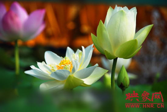 7月5日,第七屆淮陽(yáng)荷花節(jié)將于7月8日正式拉開(kāi)序幕。