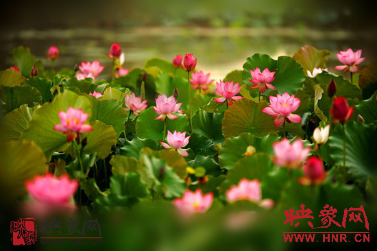 7月5日,第七屆淮陽(yáng)荷花節(jié)將于7月8日正式拉開(kāi)序幕。