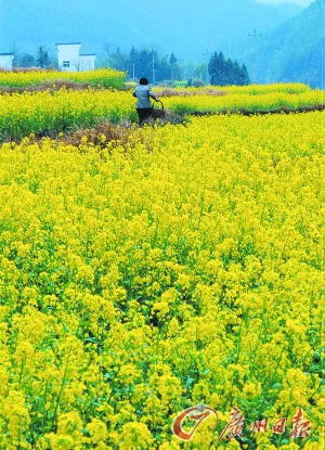 　　江嶺的油菜花已經(jīng)盛開。